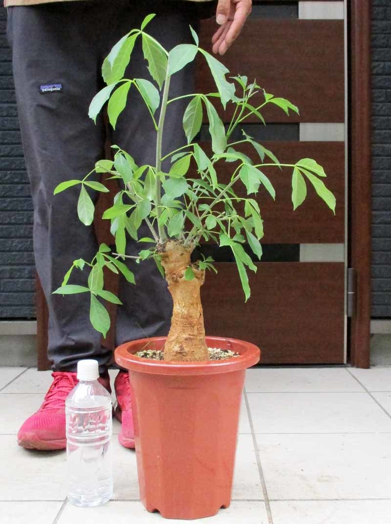 現品】【発根済】バオバブの木 バオバブ・ディギタータ 7号鉢 ま7 現品】【発根済】バオバブの木 バオバブ・ディギタータ 7号鉢 ま7