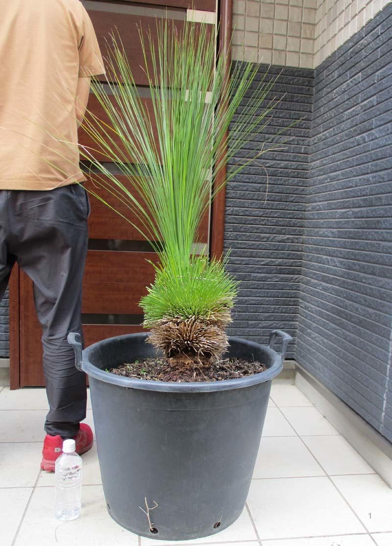 【現品】クサントロエア・グラウカ　xanthorrhoea glauca　通称：ブラックボーイ(Black boy)　グラスツリー　17号相当　ｆ５_画像1