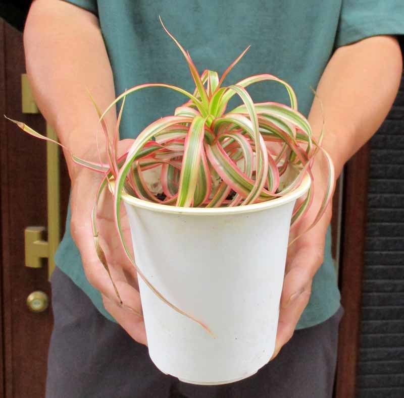 現品】コンシンナ・キュンティ ドラセナ・キュンティ (ドラセナ