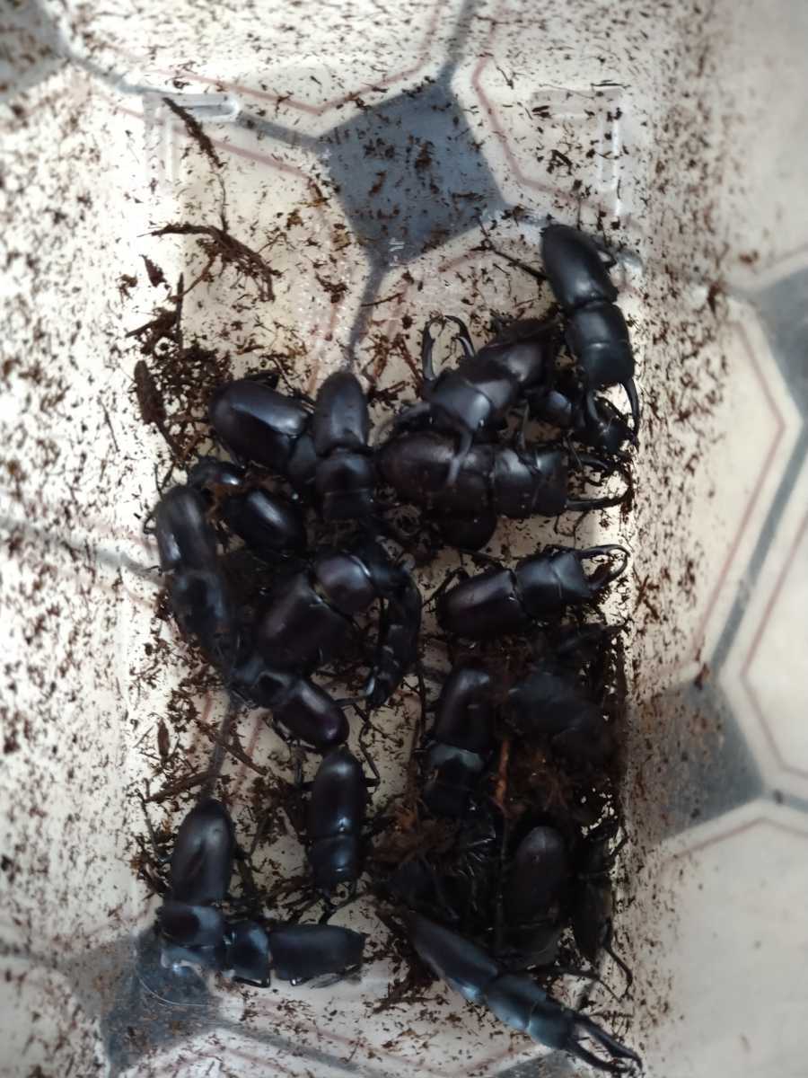 埼玉県産コクワガタ♂50♀20