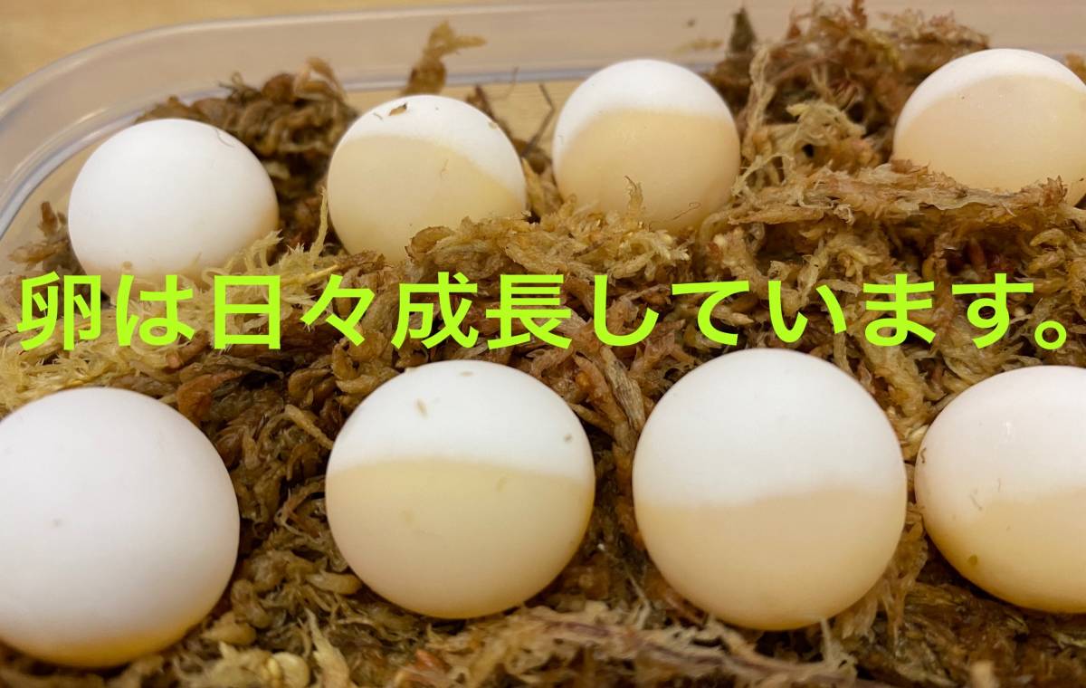 「日本固有種」天然すっぽんが産卵。有精卵→胚・極・星・全てにあります。孵化を保証するものではありません。産卵8卵の販売。_発送時はこんな感じです、参考画像。