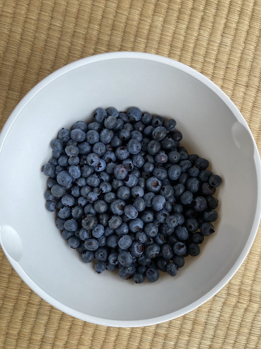 無農薬　冷凍ブルーベリー　1.5kg 【中玉】2022年収穫_画像1