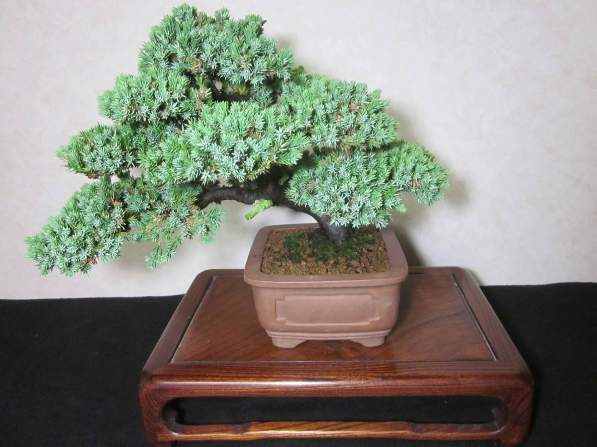 メーカー再生品】【メーカー再生品】そなれ 盆栽 苗