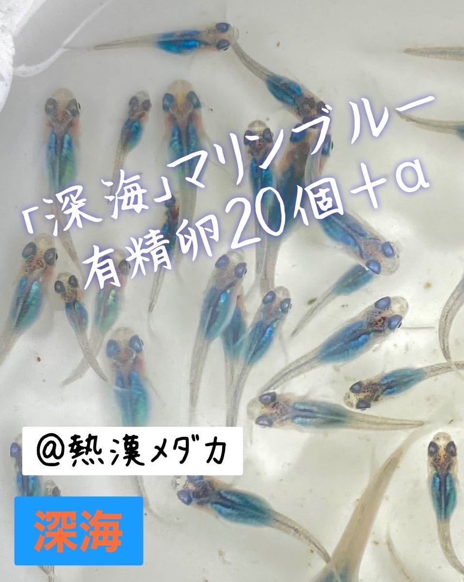 @熱漢メダカ　深海　マリンブルー　めだか　有精卵20個＋α 〜8月限定SALE実施中〜