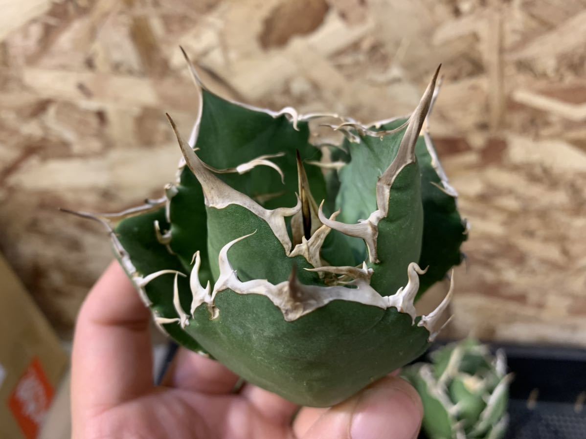 高い素材】 アガベ agave チタノタ 白鯨 オテロイ super