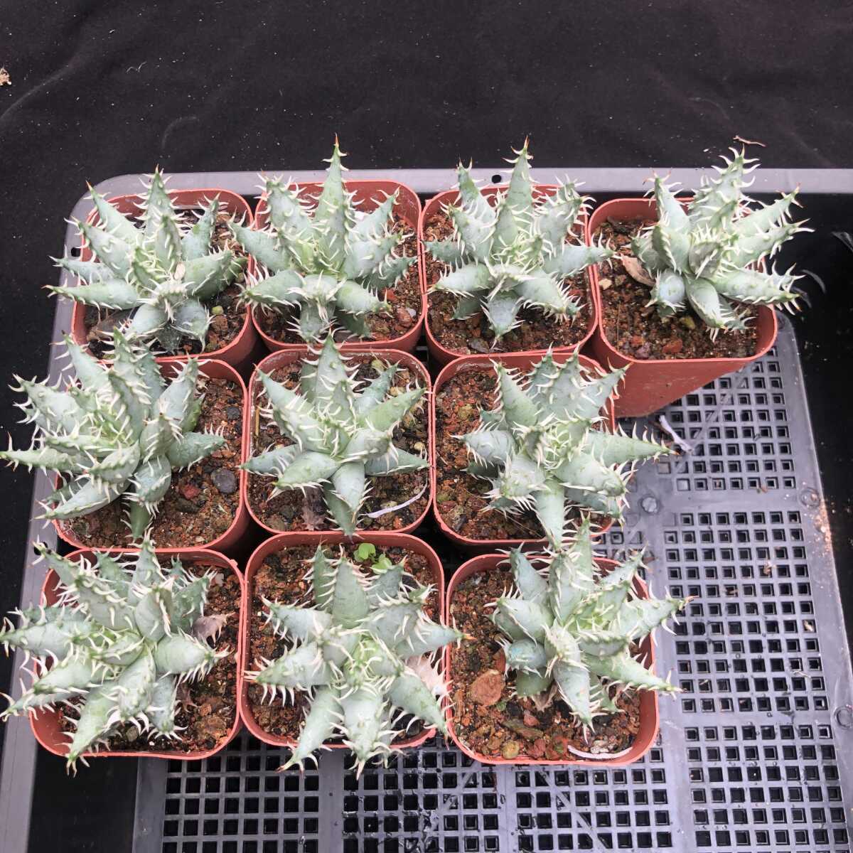 ケースを試してみた 10エリナケア（Aloe erinacea）希少アロエ 10株