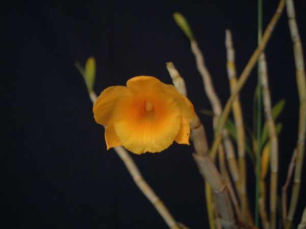 洋蘭 Dendrobium 原種　２株セット_chryseum