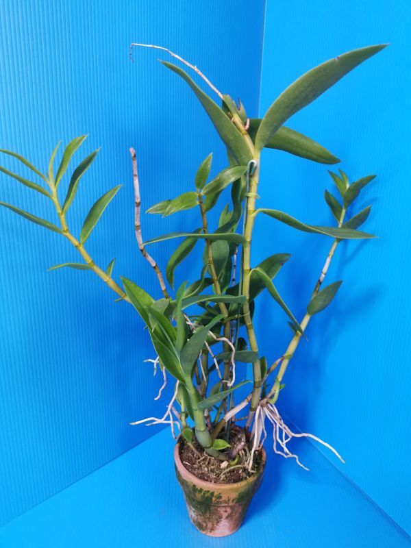 洋蘭 Dendrobium 原種　２株セット_Den. antennatum