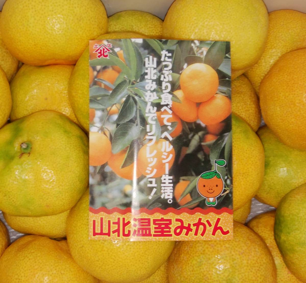 【高知県産】高知トップブランド　温室 山北みかん　興津　２L~３Lサイズ　約５㎏　光センサー　ご家庭用　☆ _画像6