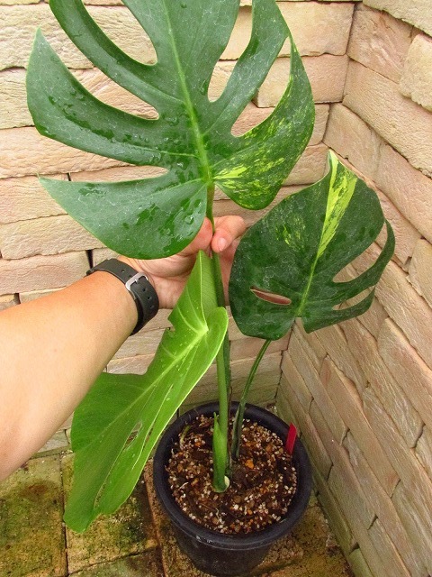 格安SALEスタート】 モンステラ 極斑美麗 黄斑入り オーレア ...