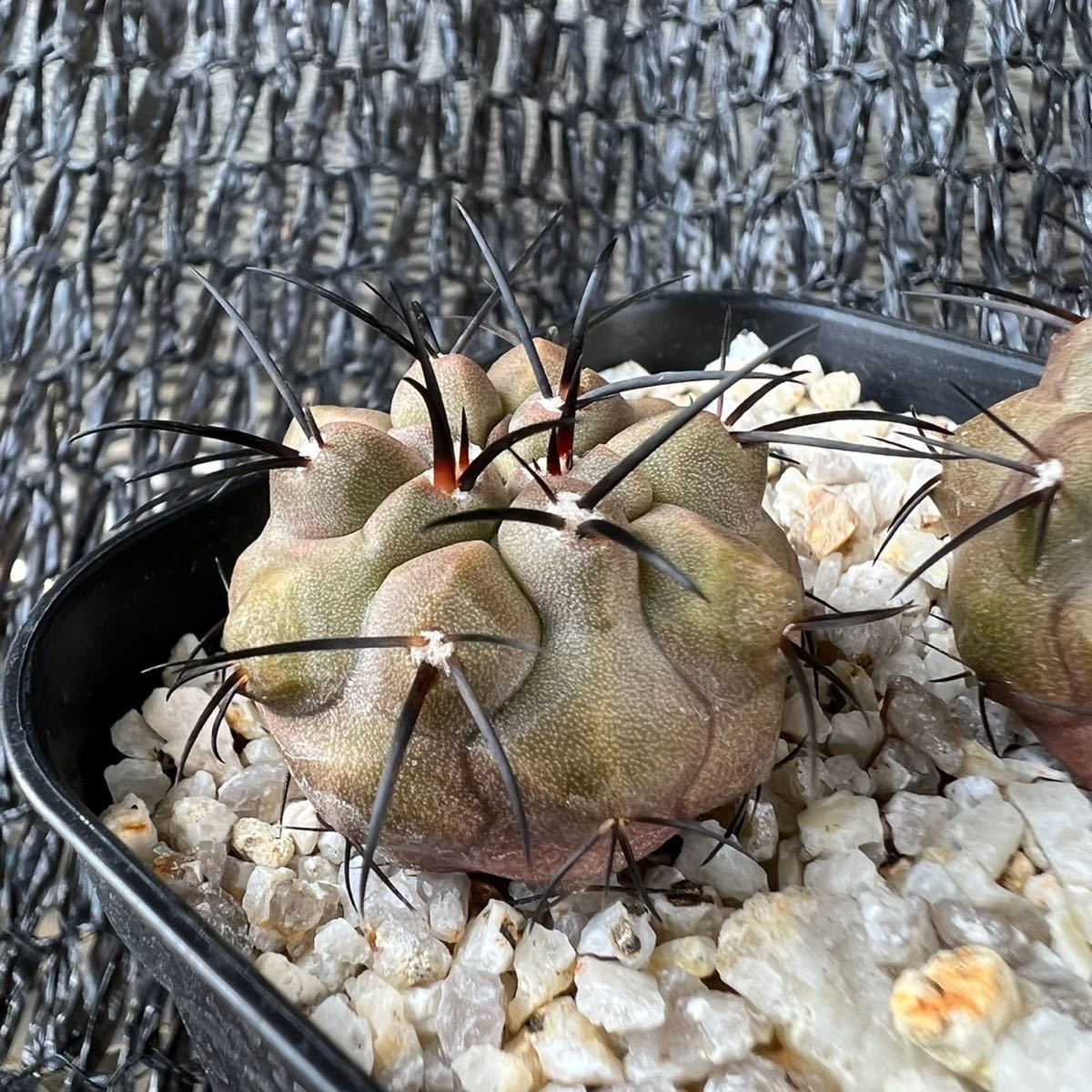 copiapoa sp2本 （calderana×cinerea）×cinerea 実生 （黒王丸×カルデナラ）×黒王丸 _画像2