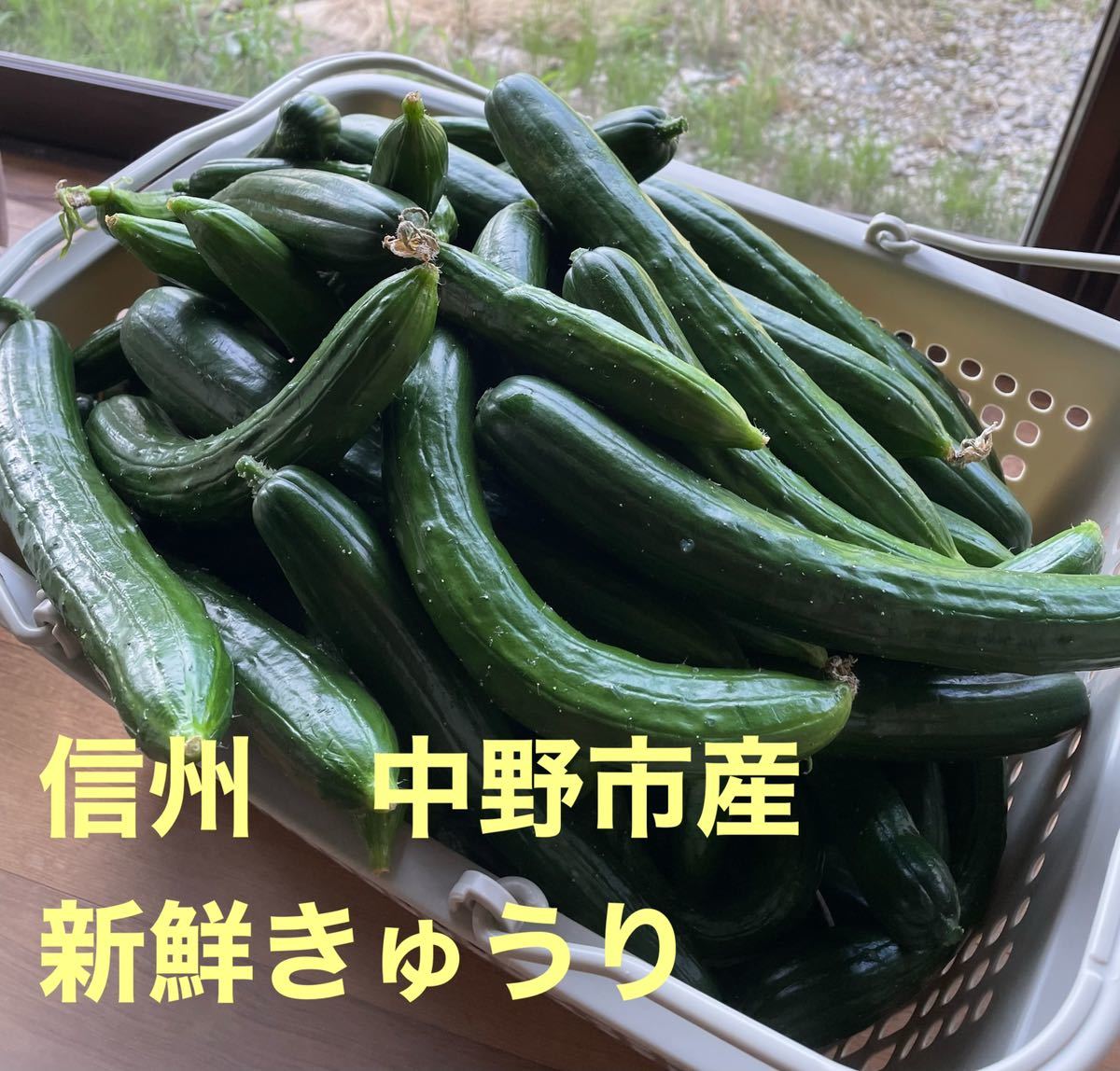 長野県中野市 朝採り新鮮野菜 きゅうり7kg_画像1