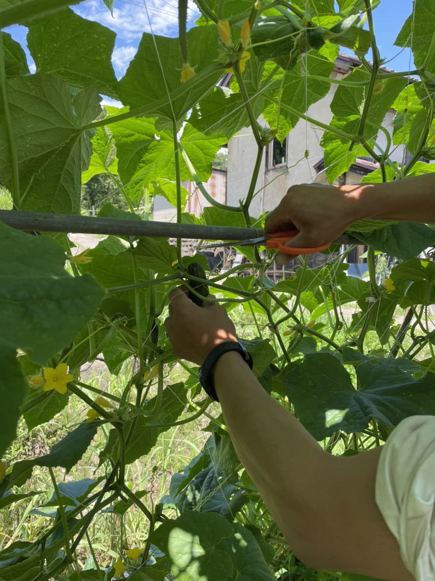 長野県中野市 朝採り新鮮野菜 きゅうり7kg_画像4