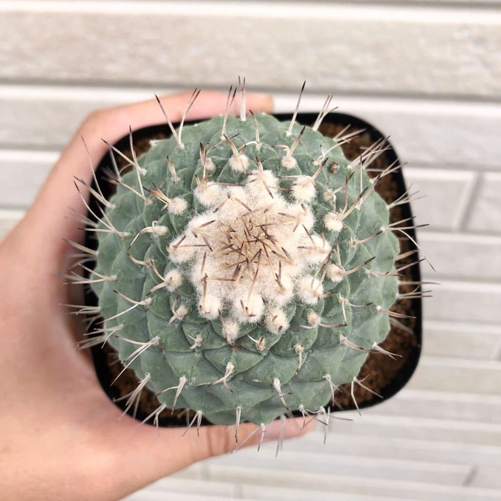 Strombocactus Disciformis Cristata ストロンボカクタス 菊水 サボテン 多肉植物 貴重 特選 厳選 Brandsynariourdu Com Strombocactus Disciformis Cristata ストロンボカクタス 菊水 サボテン 多肉植物 貴重 特選 厳選 Brandsynariourdu Com