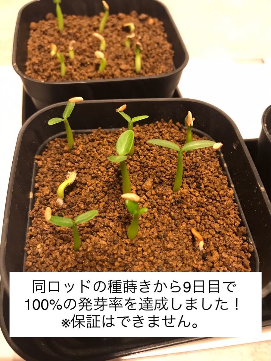 パキポディウムグラキリス 種子10粒 Pachypodium rosulatum var.gracilius 新鮮種