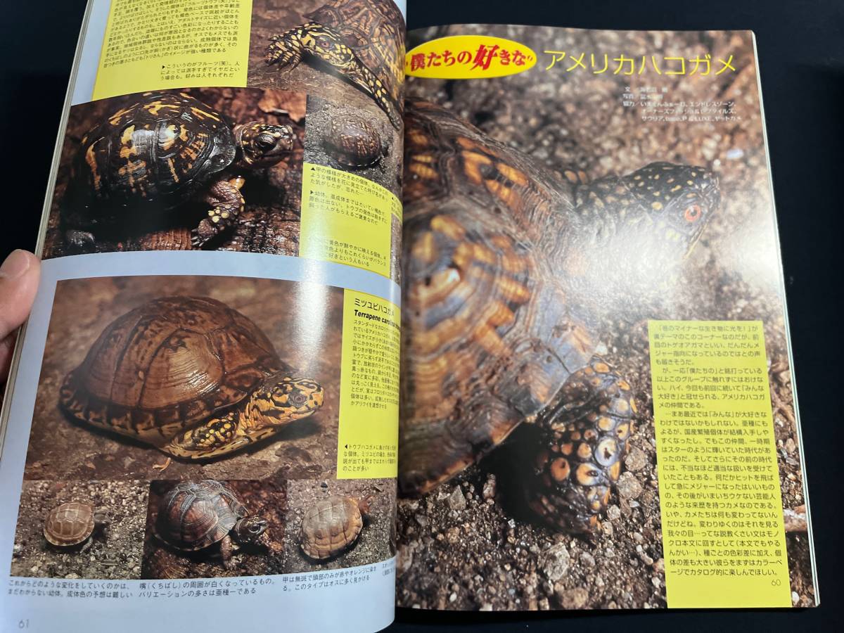 大きな取引 ビバリウムガイド No 36 ベトナムの自然と動物 フロリダ フィールドレポート 僕たちの好きなアメリカハコガメ 爬虫 両生類の飼育情報誌 Zamsgallery Com 大きな取引 ビバリウムガイド No 36 ベトナムの自然と動物 フロリダ フィールドレポート 僕たちの好きなアメリカハコガメ 爬虫 両生類の飼育情報誌 Zamsgallery Com