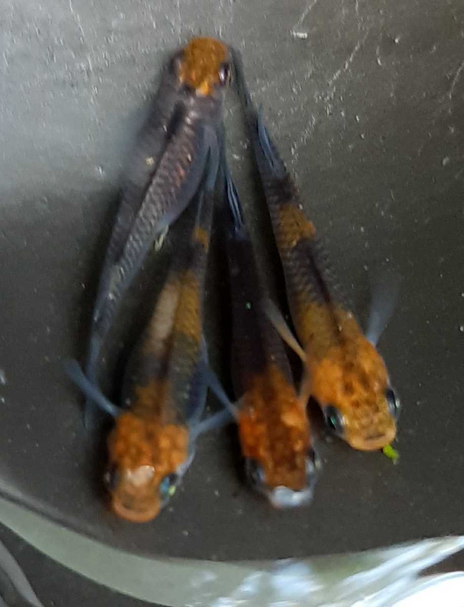 ミックスメダカ 稚魚サイズ 30匹+α 黒ラメ幹之サファイア 鳳 黒ラメ幹之 オロチ 深海 幹之 黒メダカ ヒメダカ(めだか)|売買されたオークション情報、yahooの商品情報をアーカイブ公開 - オークファン(aucfan.com) ミックスメダカ 稚魚サイズ 30匹+α 黒ラメ幹之サファイア 鳳 黒ラメ幹之 オロチ 深海 幹之 黒メダカ ヒメダカ(めだか)|売買されたオークション情報、yahooの商品情報をアーカイブ公開 - オークファン(aucfan.com)