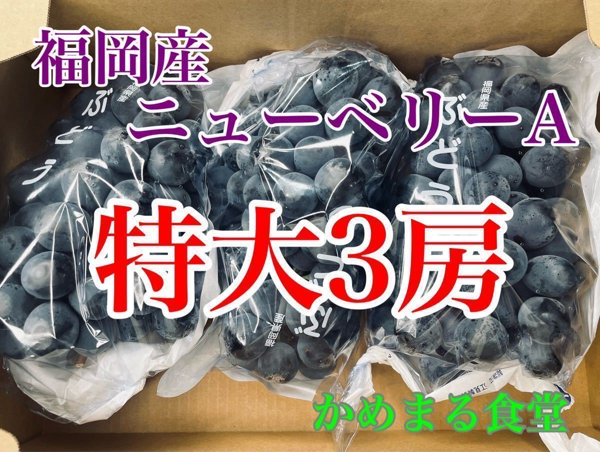 8箱出品！特大3房【クール便】福岡産　ニューベリーA約2kg　熊本産　かめまる食堂31_画像1