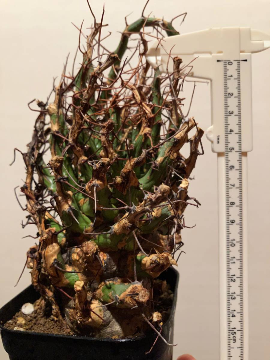 植物 Euphorbia schizacantha ユーフォルビア シザカンサ 多肉植物