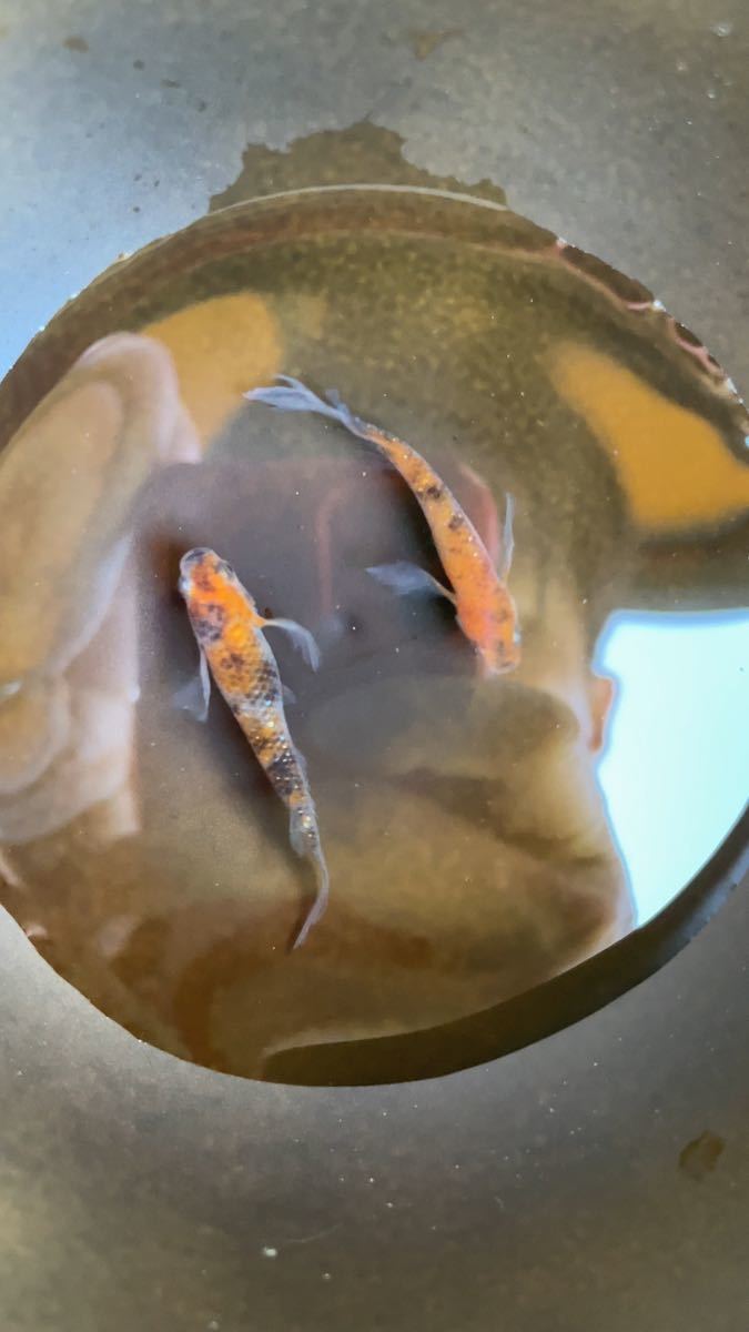 【三色ラメヒレ長】有精卵30個+α