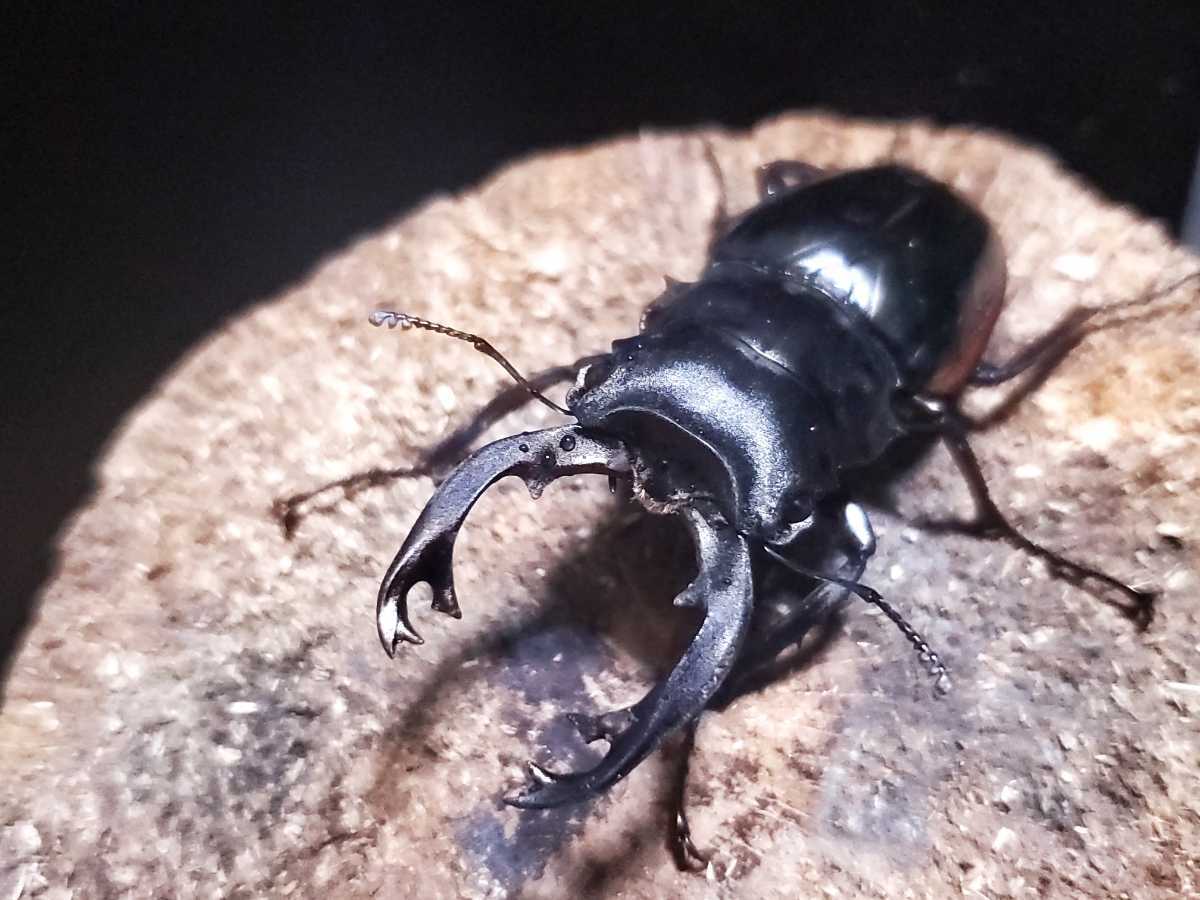 DHB】 中国便 WILD クベラツヤ亜種sinensis ♀単+おまけ ☆ | www
