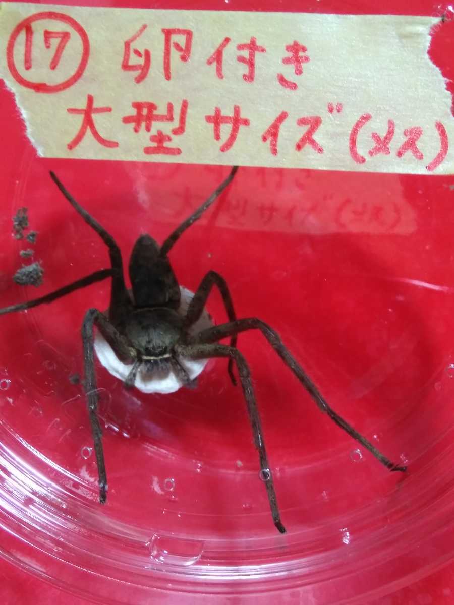 アシダカグモ軍曹 1匹 卵付き 大型サイズのメス スパイダー 蜘蛛 クモ ゴキブリ対策 退治に 虫類 売買されたオークション情報 Yahooの商品情報をアーカイブ公開 オークファン Aucfan Com