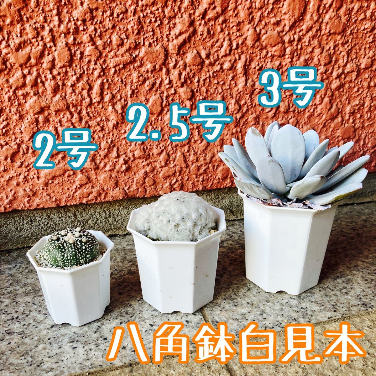 爆買いセール プラ鉢3号鉢20個 スリット鉢 丸 プレステラ 多肉植物l