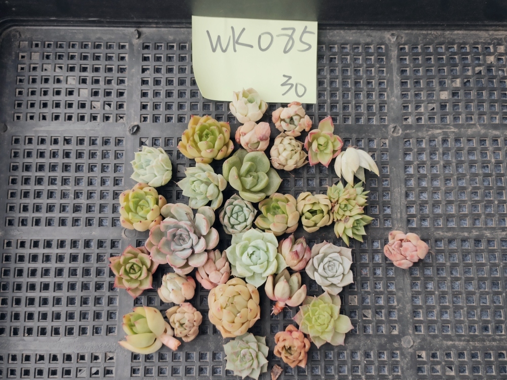 * Top エケベリア 30個セットWK085 多肉植物 寄せ植え 韓国 多肉 Mix カット