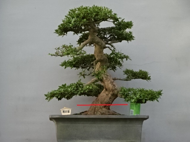 趣味のさつき】 花の綺麗な人気品種 「旭の泉」 樹高50㎝ 幹 趣味のさつき】 花の綺麗な人気品種 「旭の泉」 樹高50㎝ 幹