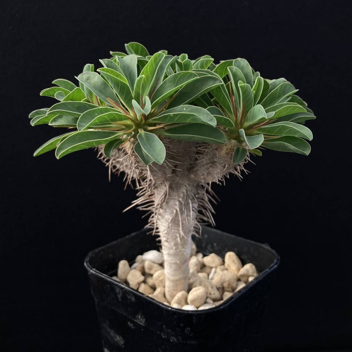 σ ユーフォルビア ギラウミニアナ 実生 3号 Euphorbia guillauminiana 