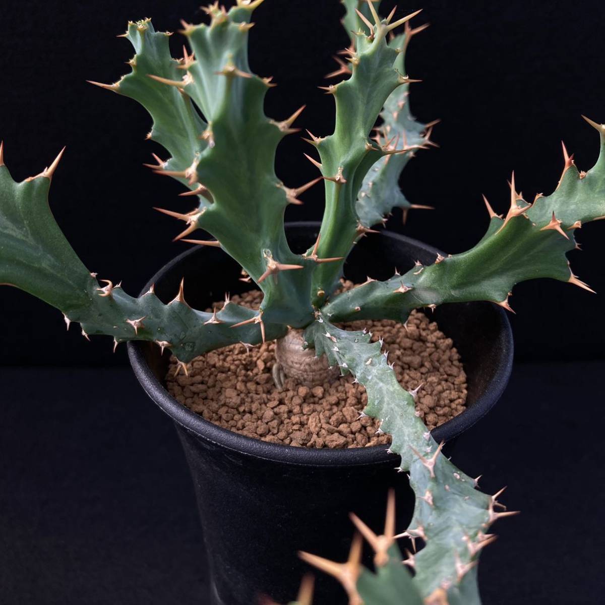 σ ユーフォルビア クラビゲラ 実生 3号 Euphorbia clavigera 多肉植物 サボテン_画像2