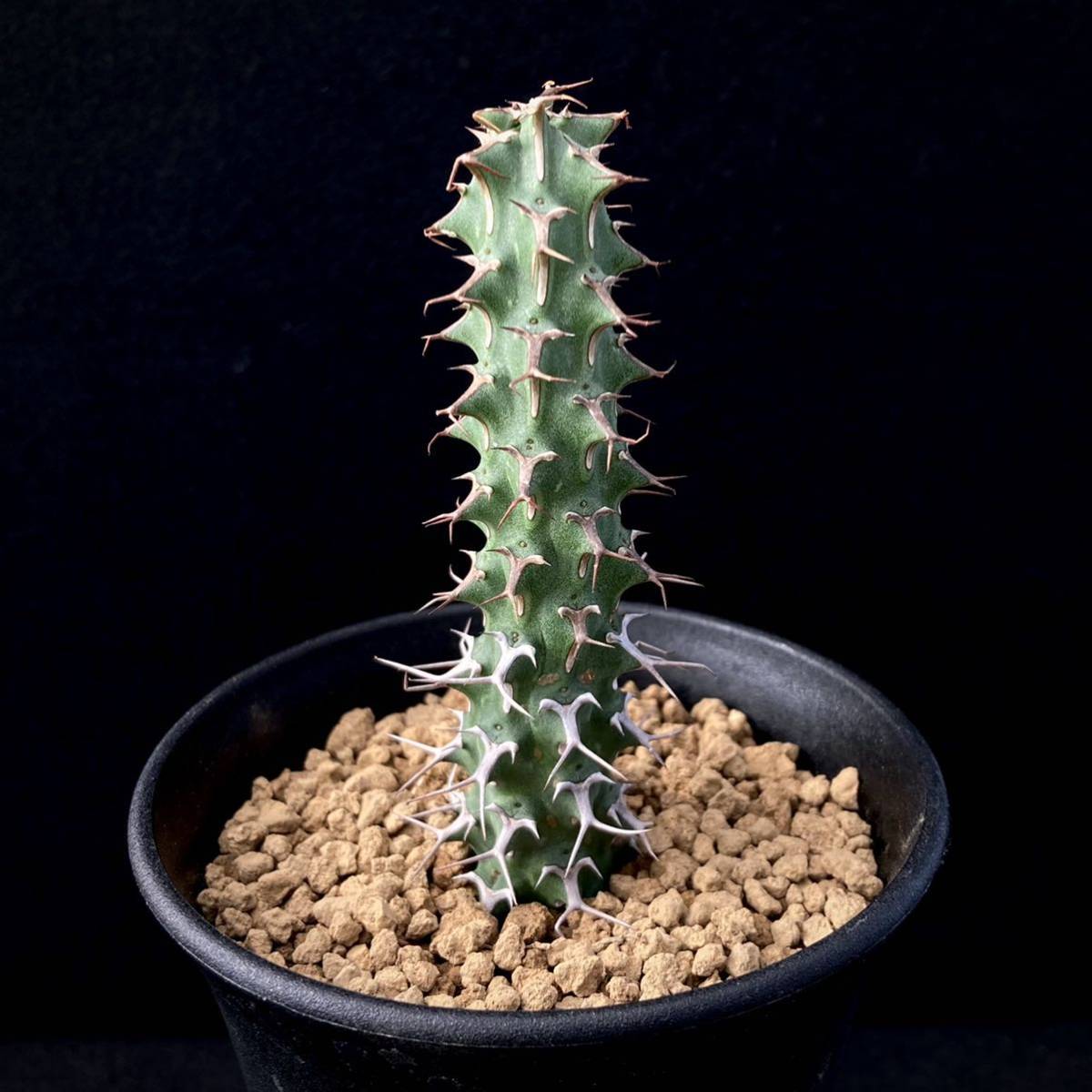 σ ユーフォルビア ヴィッタータ 3号(初出品) 1枚目参考画像 Euphorbia vittata 多肉植物 サボテン ビッタータ_画像5