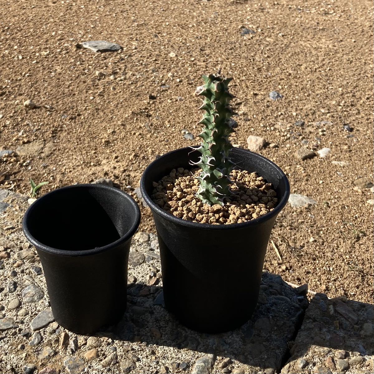 σ ユーフォルビア ヴィッタータ 3号(初出品) 1枚目参考画像 Euphorbia vittata 多肉植物 サボテン ビッタータ_左はサイズ比較用2.5号鉢