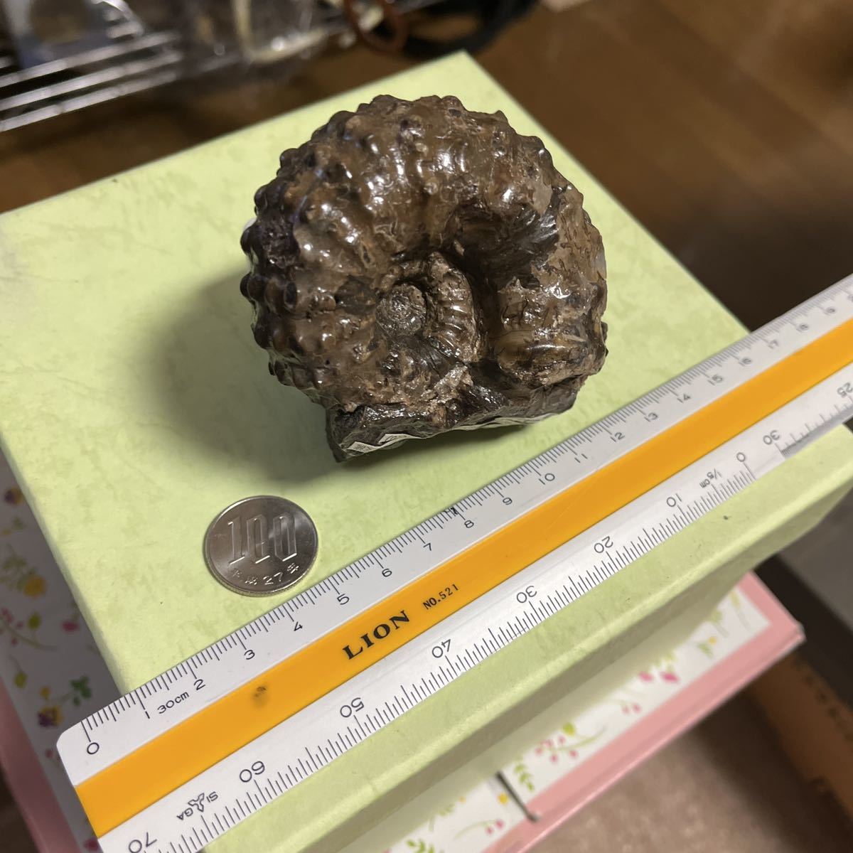 ○北海道の化石 ユウバリセラス、貴重なアンモナイト | ncdc-gkp.in