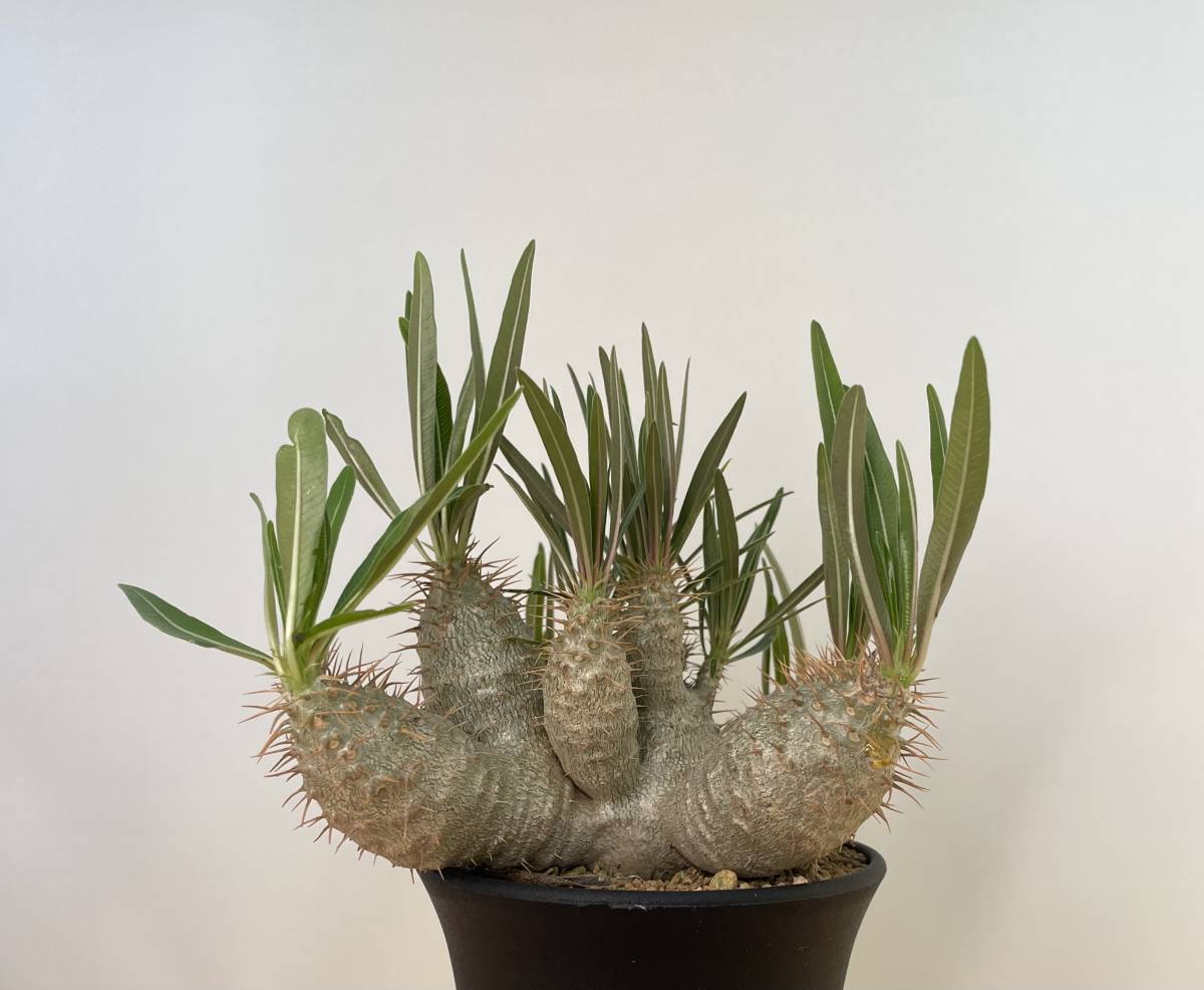 稲穂園芸店】No.18 Pachypodium Gracilius パキポディウム 稲穂園芸店】No.18 Pachypodium Gracilius パキポディウム