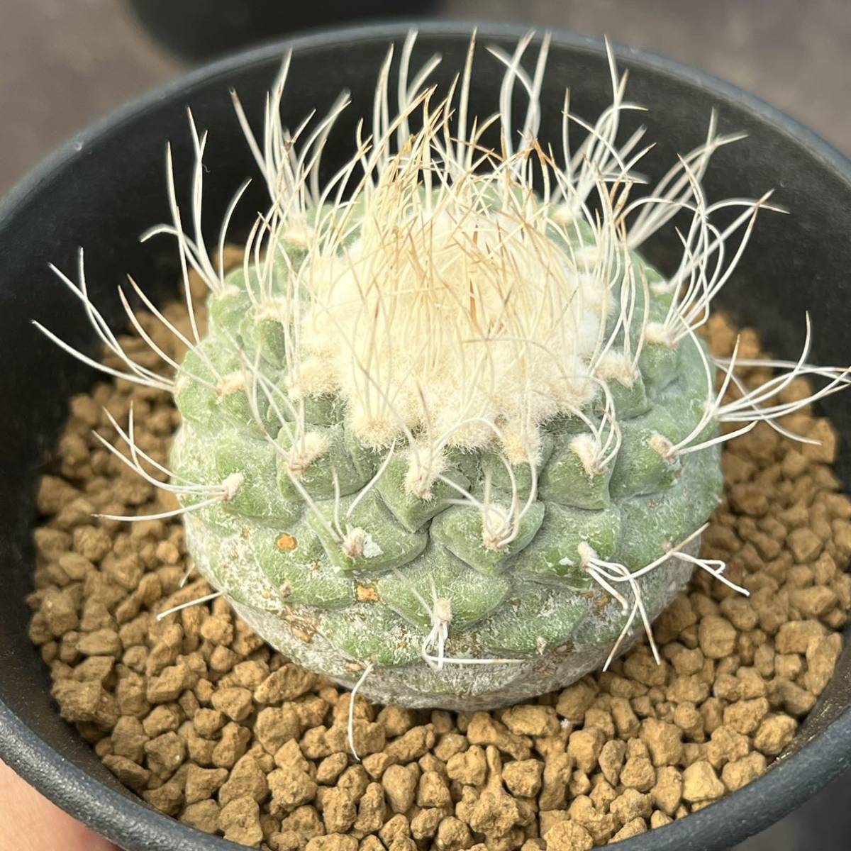 サボテン 多肉植物 841 Strombocactus Disciformis Seedling ストロンボカクタス 実生 菊水 見事な創造力 841