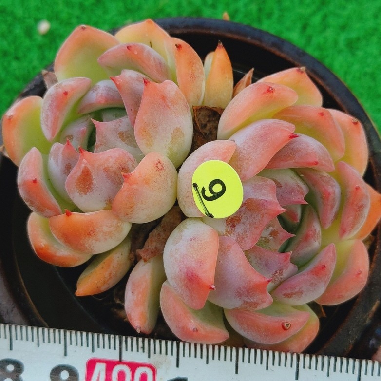 0808-Y209 Keralean エケベリア 多肉植物 韓国苗 宝花農園_画像3