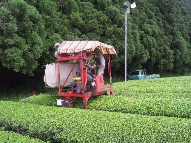 【新茶】あさぎり芽茶100g3袋　茶農家直売　無農薬・無化学肥料栽培　シングルオリジン　カテキンパワー　免疫力アップ