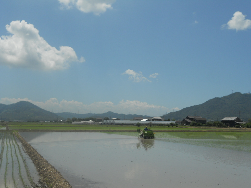 訳あり！令和3年度 ひのひかり 白米 20㎏　麦入り_画像6