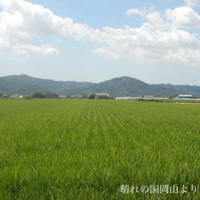 令和3年度 岡山県産 ひのひかり 白米 20㎏　一等級米._画像5