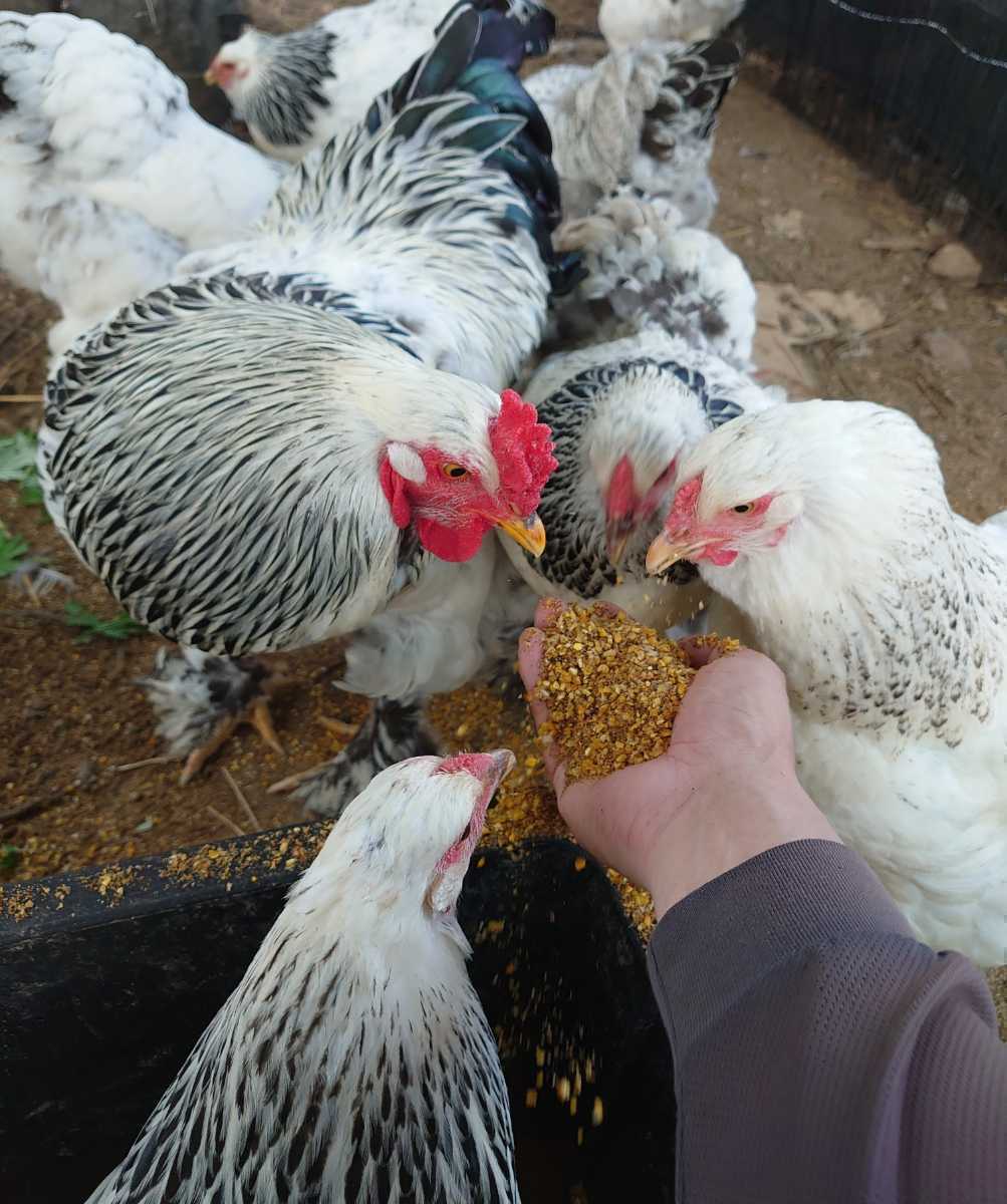 送料込　大型鶏　ライトブラマ　有精卵　５個+１個_画像5