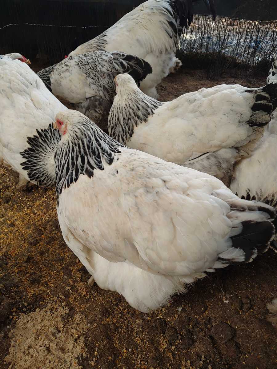 送料込　大型鶏　ライトブラマ　有精卵　５個+１個_画像4