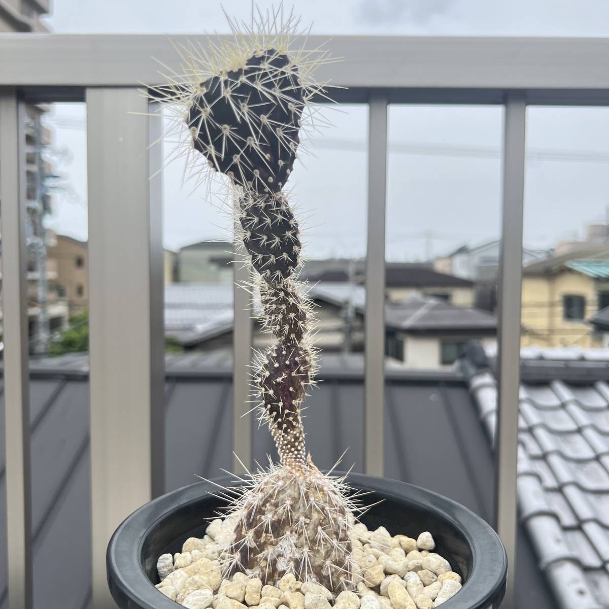 ガラパゴス団扇サボテン オプンチア・ガラパゲイア(黒肌白棘の ガラパゴス団扇サボテン オプンチア・ガラパゲイア(黒肌白棘の