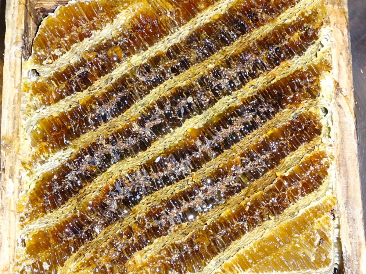 ★日本蜜蜂のはちみつ．百花蜜蜂　3～4年物です_画像2