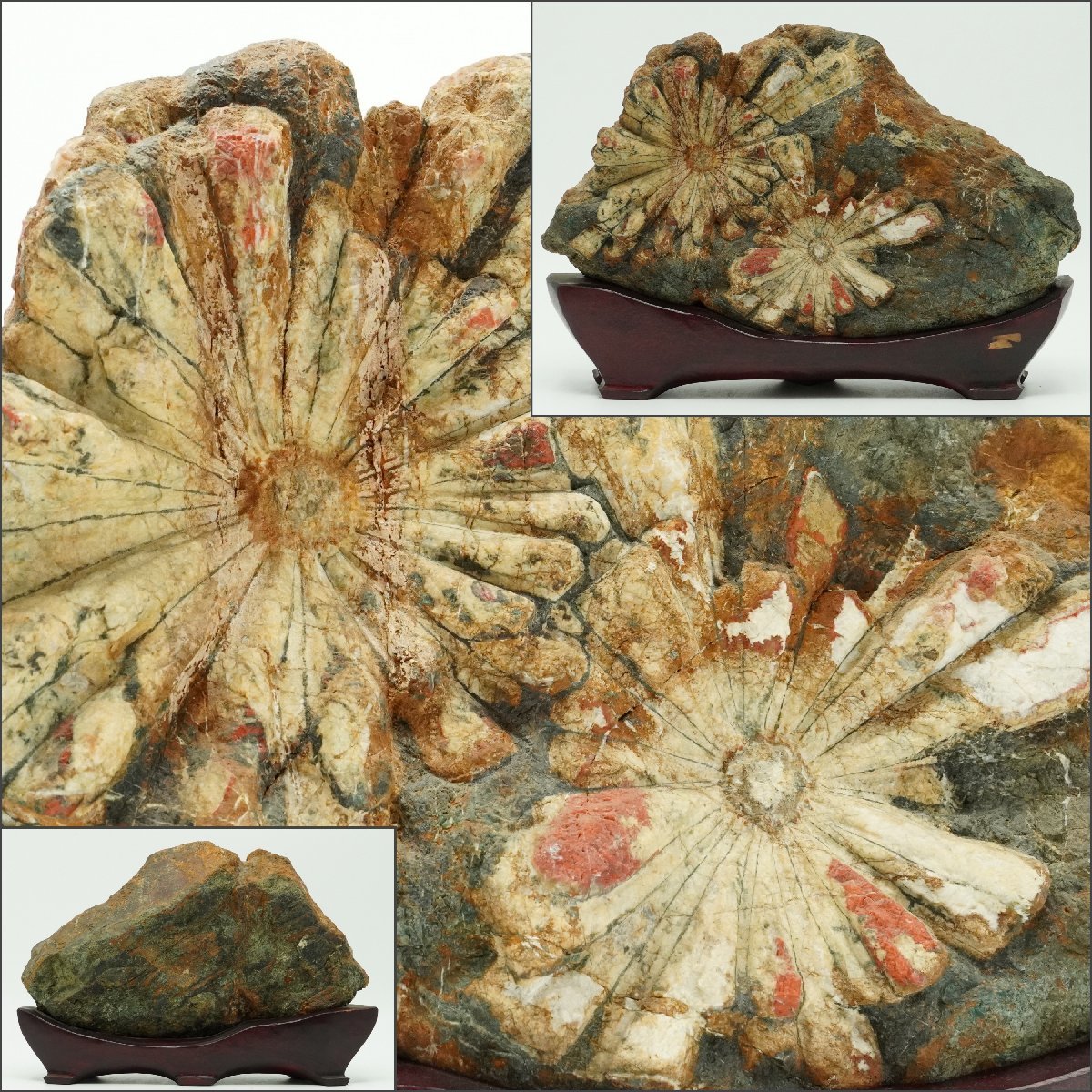 ○日本正規品○○日本正規品○鑑賞石 天然石 菊花石 置物 唐木台付 N