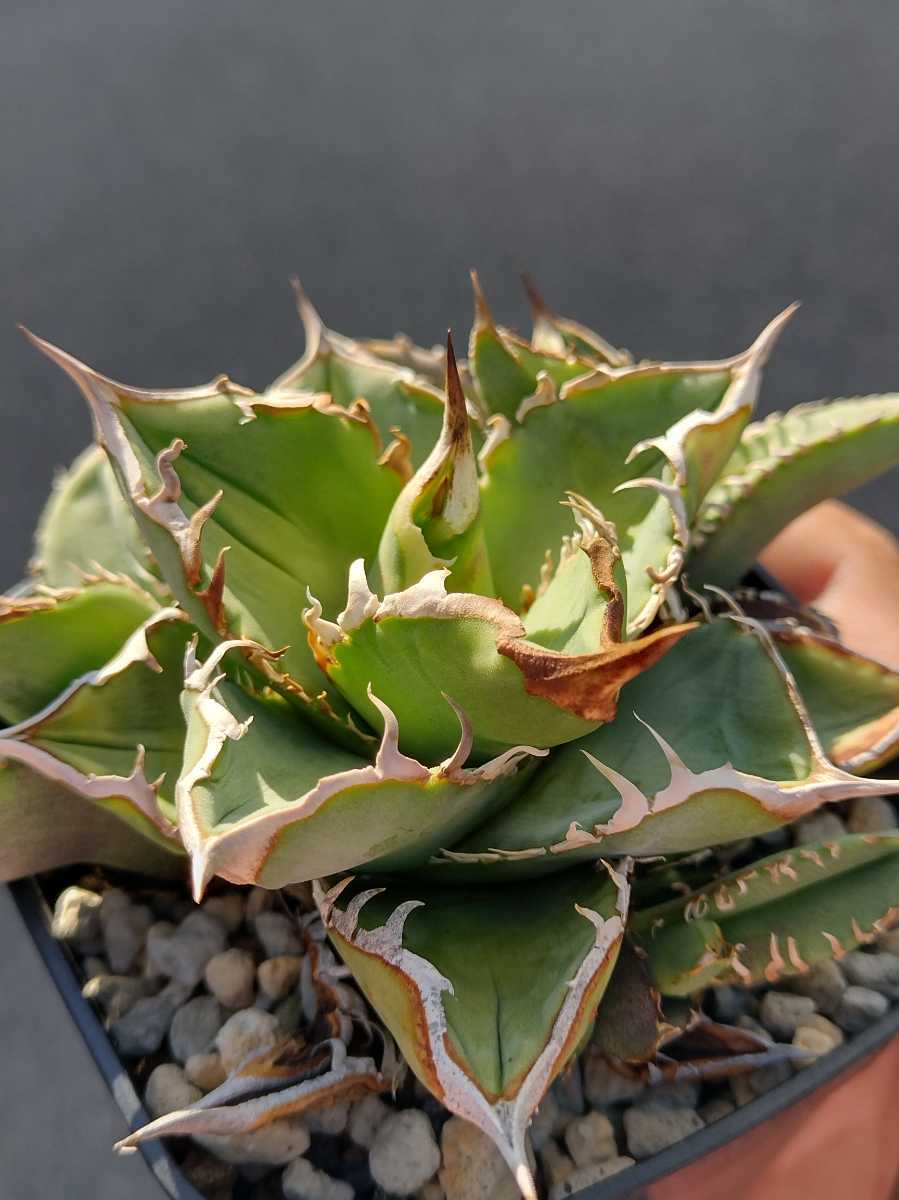 5頭子株】 アガベ チタノタ レオ agave titanota reo 裏棘