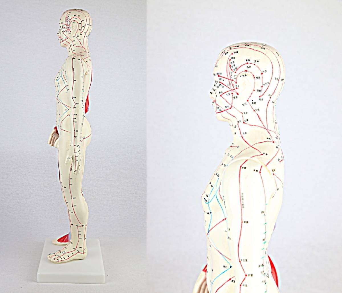 人体/筋肉模型 鍼灸経穴人形(中国語) 男性 60cm_画像5
