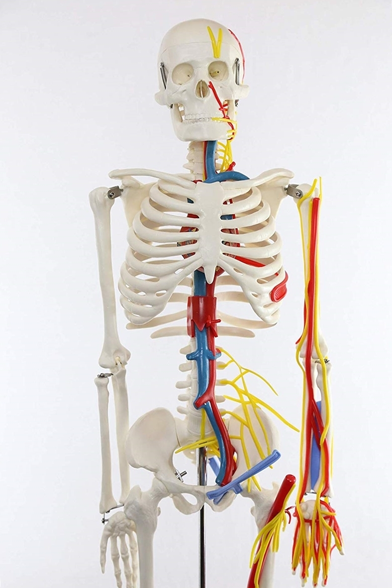 限定特価】 人体骨格模型 全身骨格模型 1 2 モデル 85cm スタンド付き 