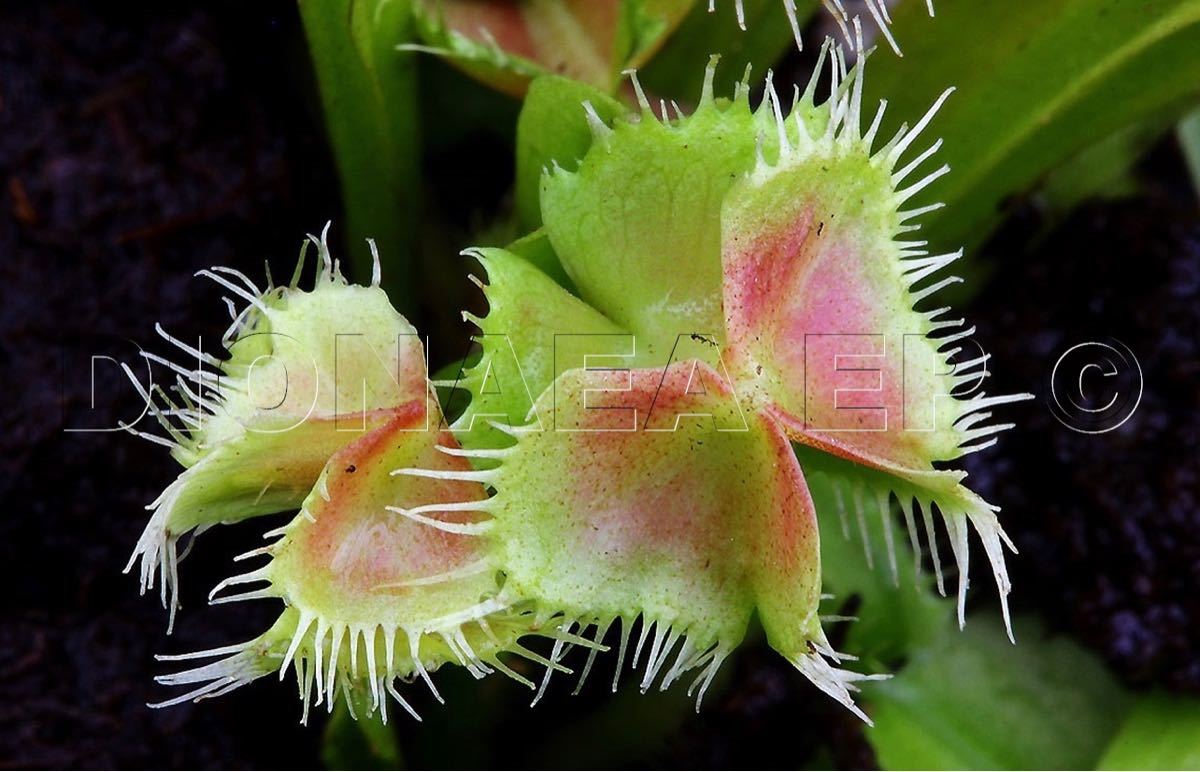 Dionaea muscipula Carnivoria Hanicka´s Butterfly ディオネア バタフライ ハエトリソウ ハエトリグサ 食虫植物 3号深