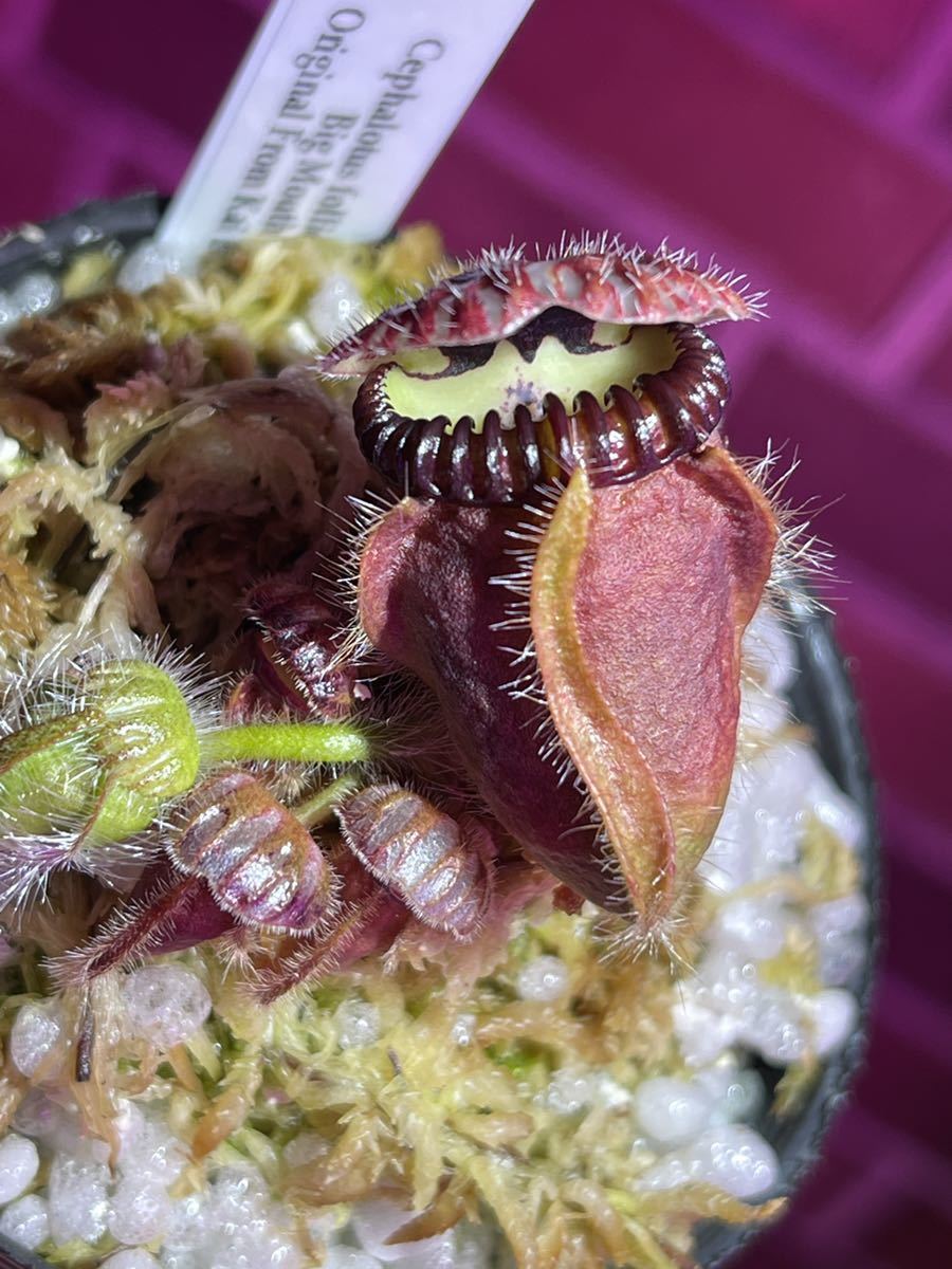 セファロタスフォリキュラリス ビッグマウス CZP 2号深 食虫植物